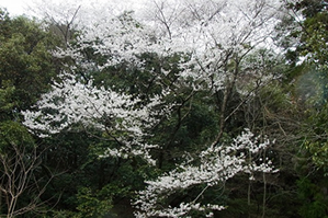 写真2